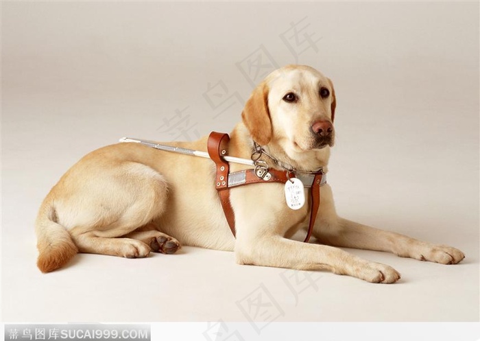 宠物狗（趴在地上）