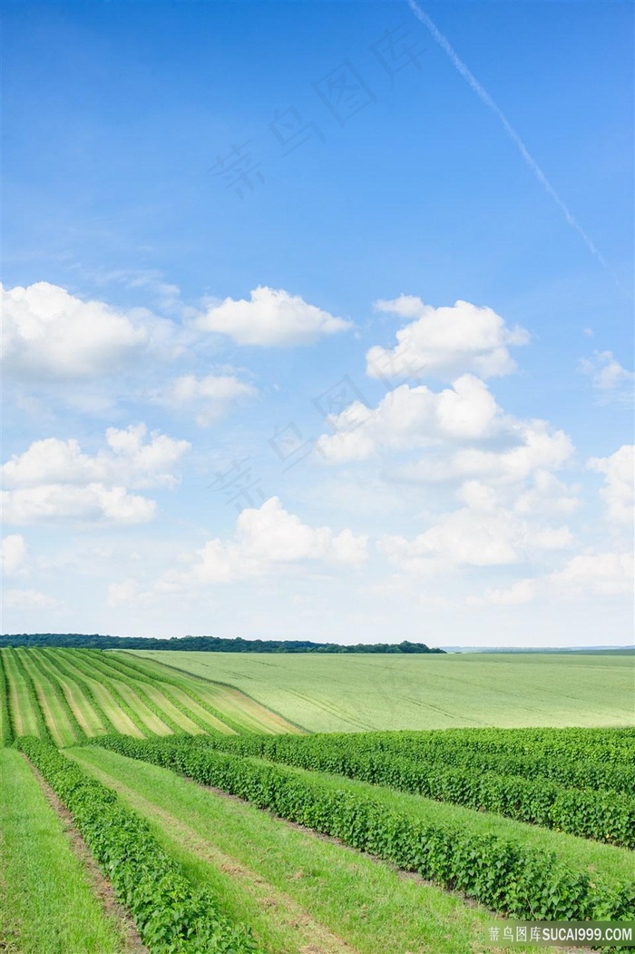 大地农田风景