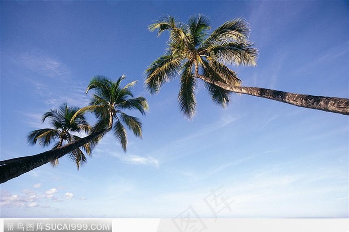 海边椰子树