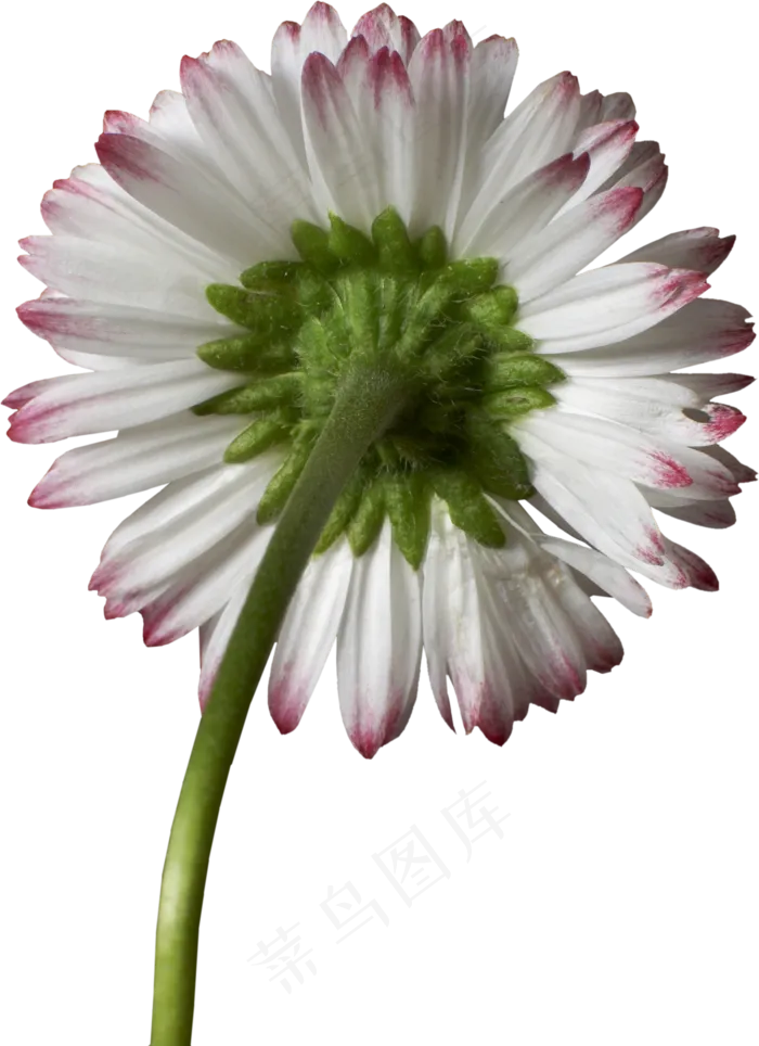 免抠花儿　