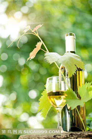 清新的葡萄叶和葡萄酒高清摄影图片