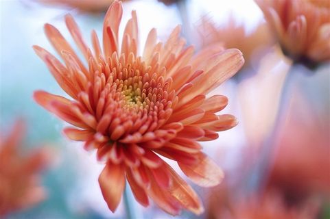 唯美野菊花鲜花图片 唯美野菊花鲜花图片
