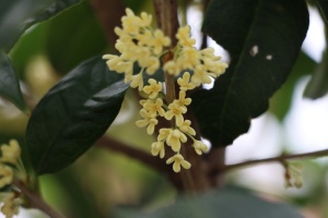 四季开的桂花