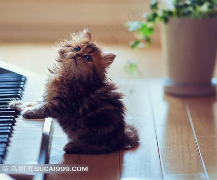 花盆边弹钢琴的小猫咪
