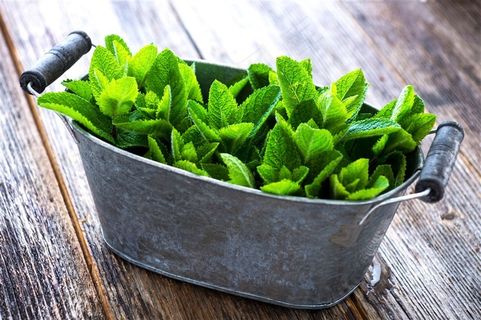 桌子上的薄荷叶