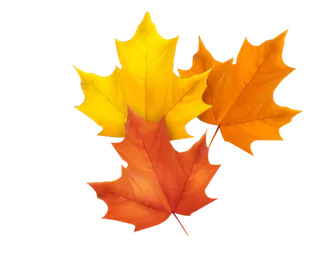 红色枫叶免扣素材