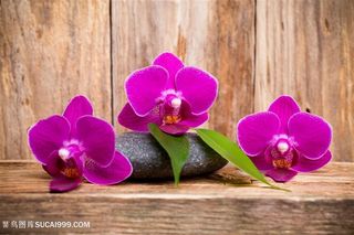 蝴蝶花朵特写高清图片