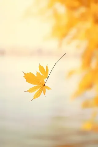 秋天落叶秋叶黄色背景