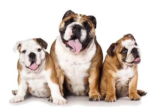 三只斗牛犬 PNG免抠(685x500)