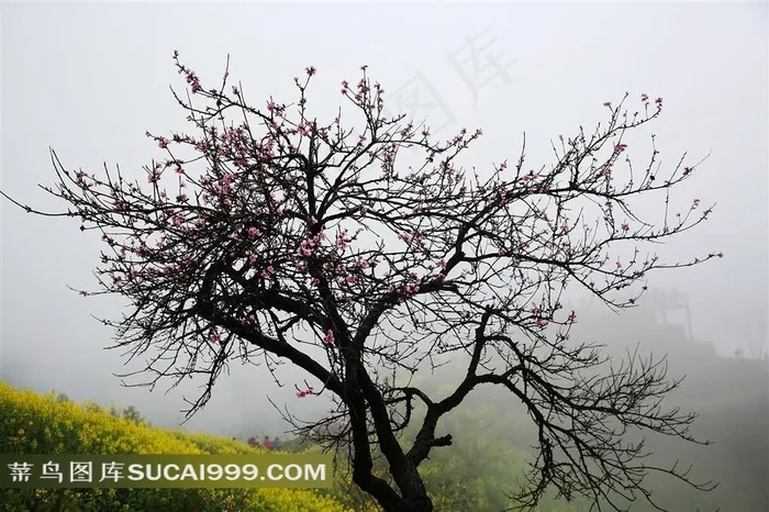 安徽石潭油菜花风景