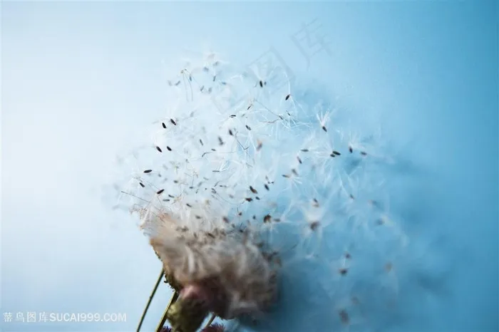 散落的蒲公英