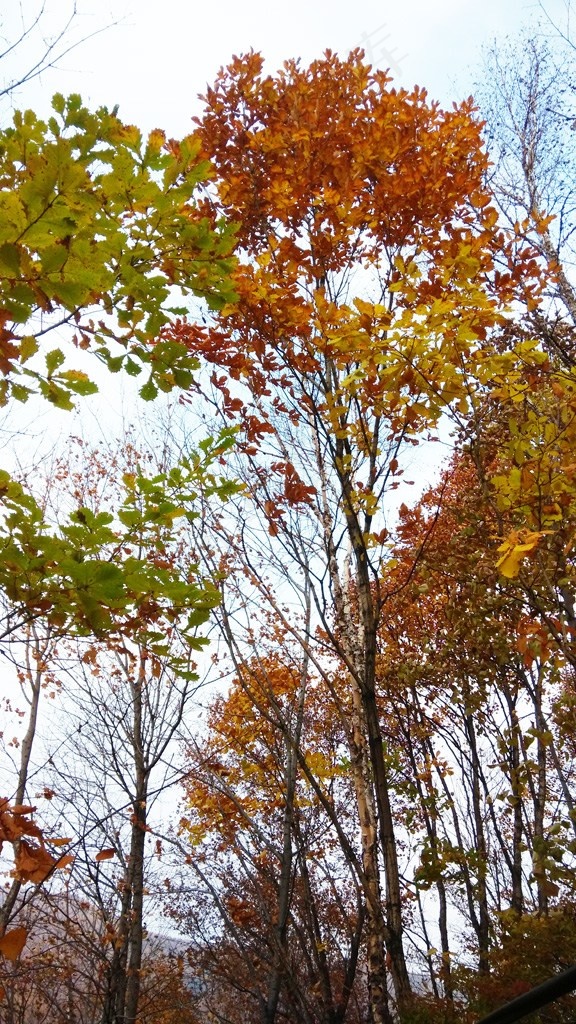 树林中火红的枫树