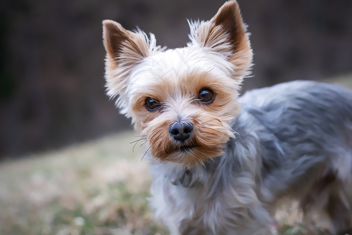 约克夏犬狗宠物约克小狗动物