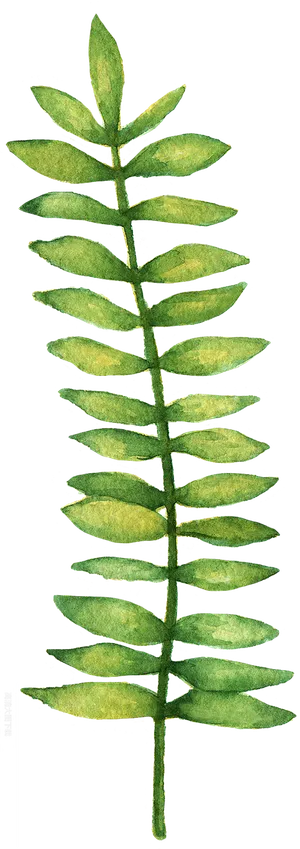 免扣叶子素材手绘