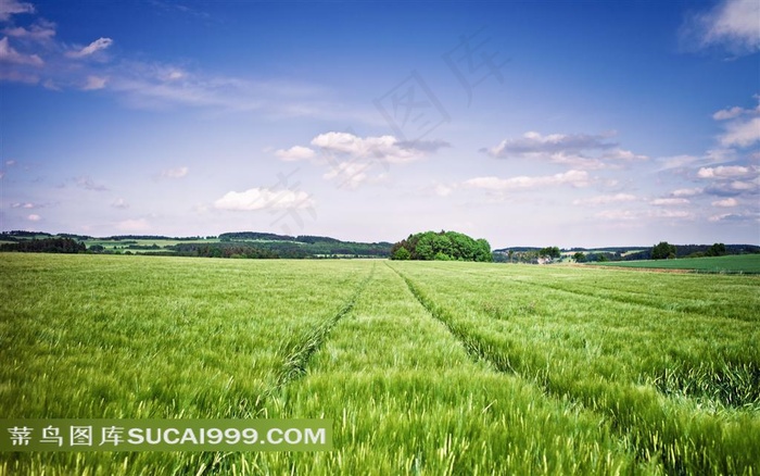 蓝天下绿油油的田野