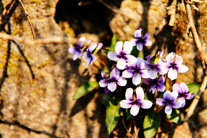 花朵 花束 植物 素材 (54)