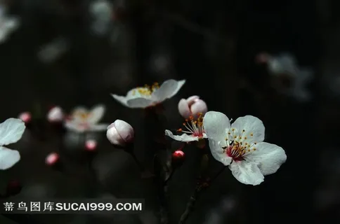 鲜花白色梅花大图