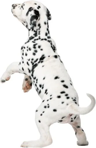 PNG达尔马提亚小狗跳跃免抠(3648x5621)