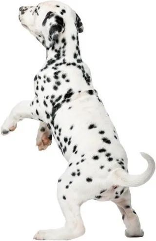 PNG达尔马提亚小狗跳跃免抠