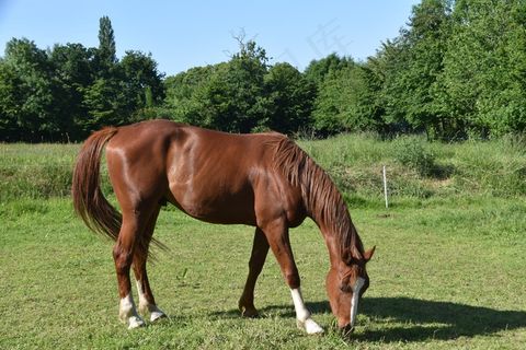 棕色骏马低头吃草图片