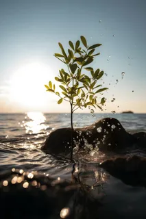 光照折射海面树枝浪花背景