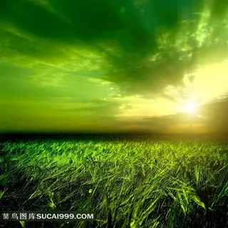 阳光下嫩绿的麦田