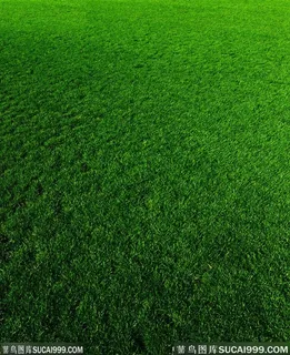 草地设计图片 草地设计图片