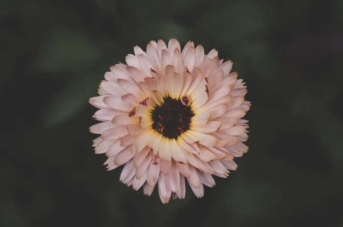 高清微距菊花花朵图片
