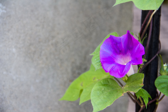 爬藤牵牛花图片