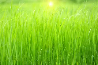 草坪系列 - 健康成长的绿色草丛