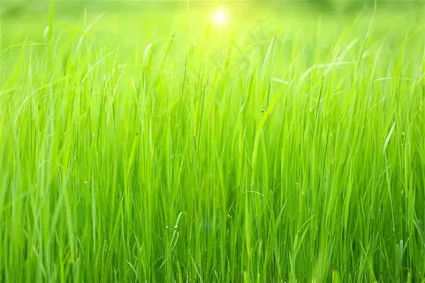 草坪系列 - 健康成长的绿色草丛 草坪系列 - 健康成长的绿色草丛