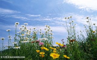 蓝天白云唯美花卉背景