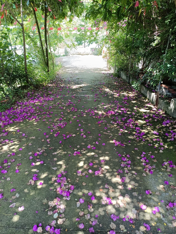 满地的花瓣