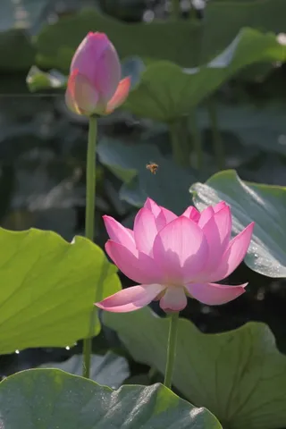 荷花池中开放的荷花