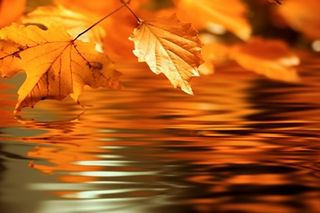 秋天枫叶红了水面倒影风景背景