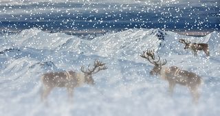 冬天白雪背景风景