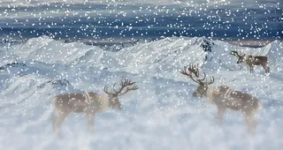冬天白雪背景风景