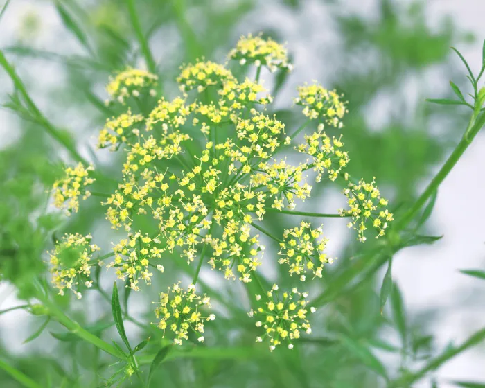 插花造型三九