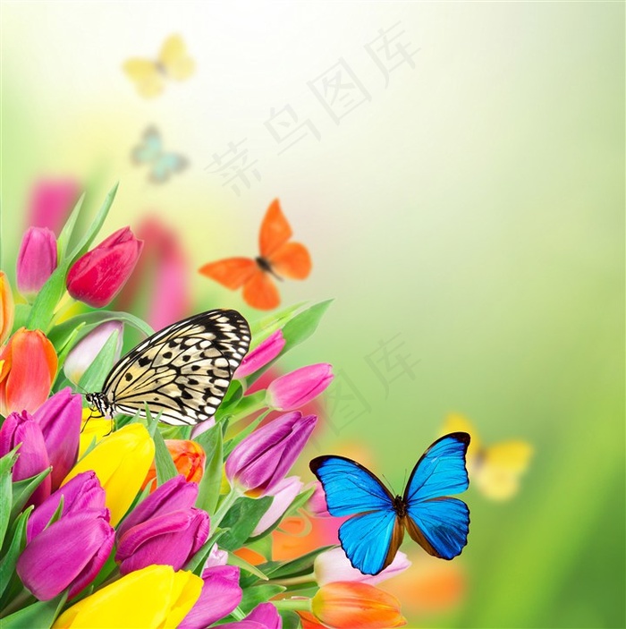 唯美郁金香鲜花蝴蝶图片昆虫图片
