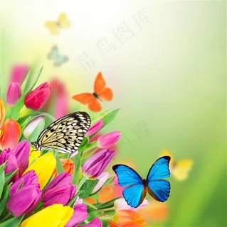 唯美郁金香鲜花蝴蝶图片昆虫图片 唯美郁金香鲜花蝴蝶图片昆虫图片