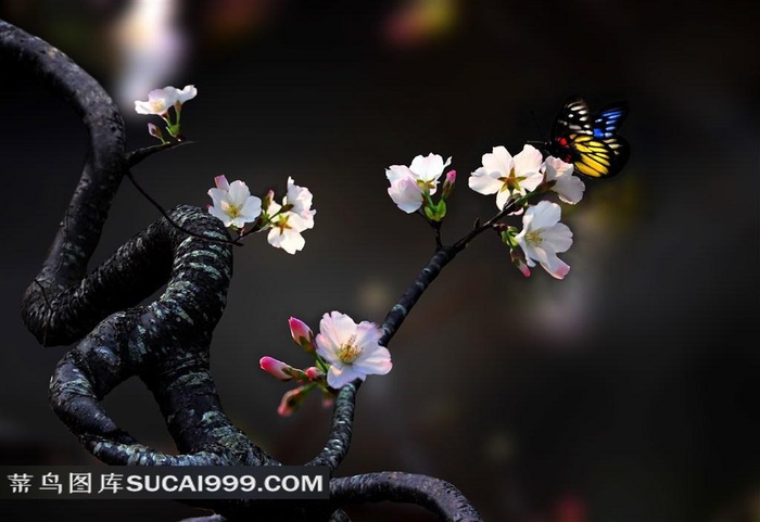 高清古典桃花与蝴蝶鲜花图片