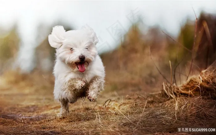 路上狂奔的狗狗壁纸