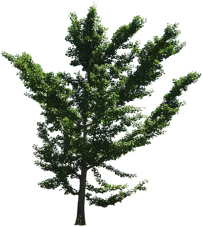 高清树木素材 免抠PSD植物素材 美术绘画园林贴图 树草灌木花草