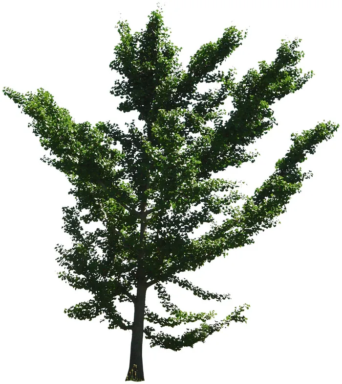 高清树木素材 免抠PSD植物素材 美术绘画园林贴图 树草灌木花草psd模版下载