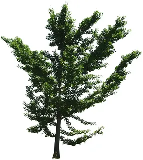 高清树木素材 免抠PSD植物素材 美术绘画园林贴图 树草灌木花草 高清树木素材 免抠PSD植物素材 美术绘画园林贴图 树草灌木花草