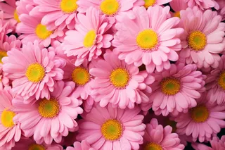 粉红菊花花簇摄影图