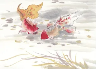 鱼虾蟹龟美图摄影图片