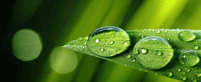 夏天绿叶露水露珠萌芽清新，雨水白露谷雨摄影图(1712x704)