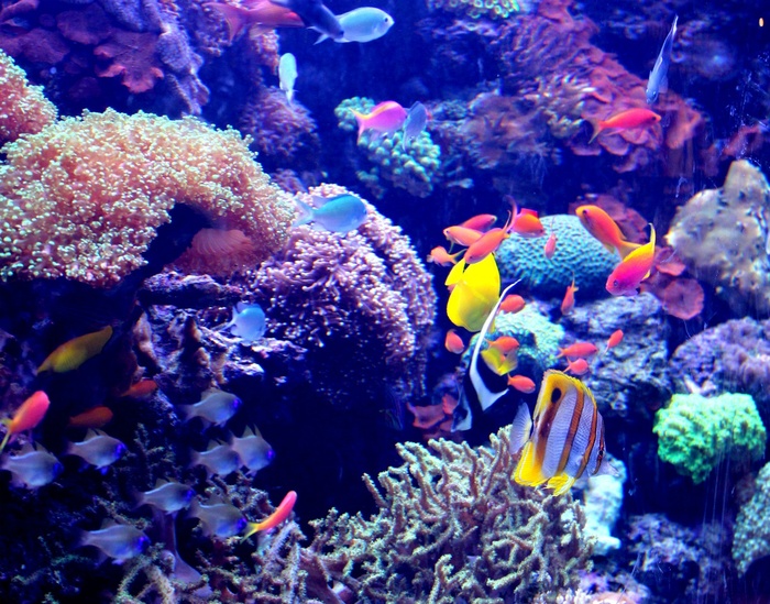 海洋海底珊瑚海水鱼