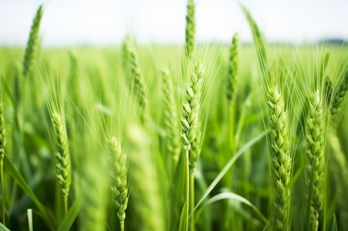 小麦麦穗稻穗摄影图素材背景